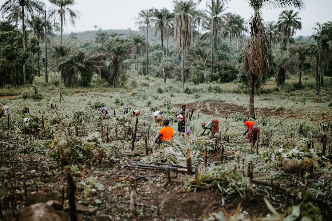 volunteers planting trees